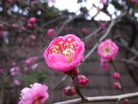 ume00039