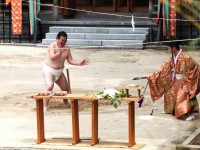 sumo